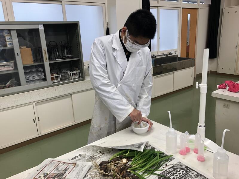 彼岸花の球根を乳鉢ですりつぶしています