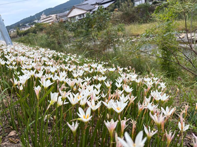 第二グラウンドの土手に咲く可憐な草花