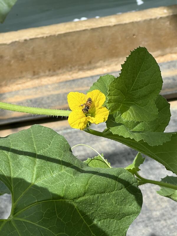 ミツバチも元気に活動中