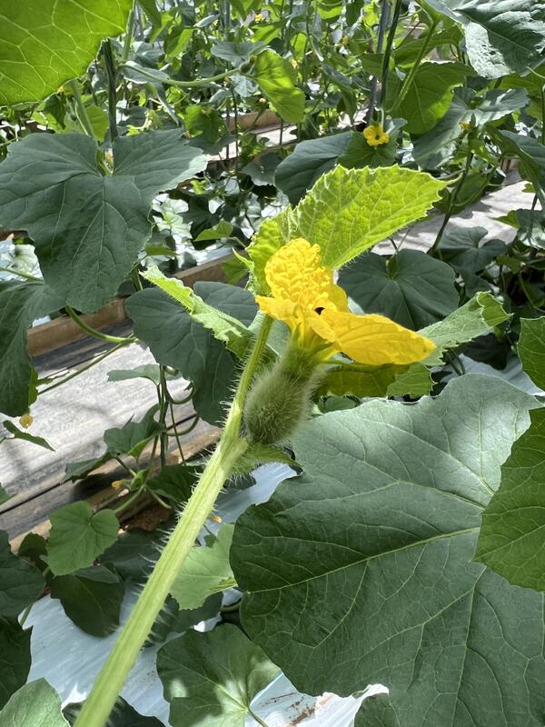 少しふくらんだメロン