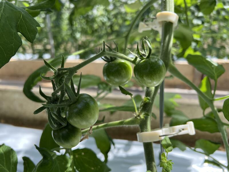 早く真っ赤にな～れ！