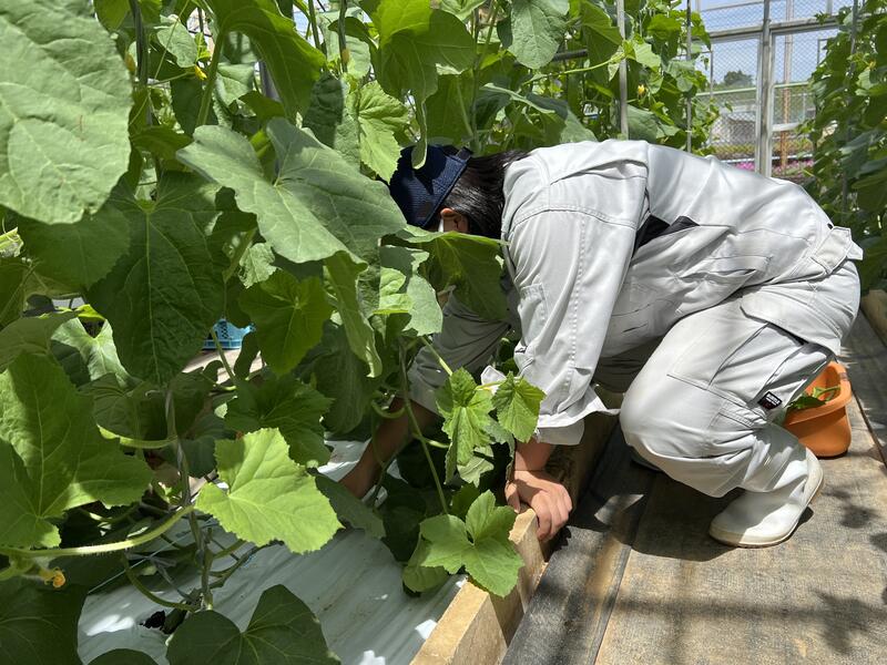 メロンの下葉かき