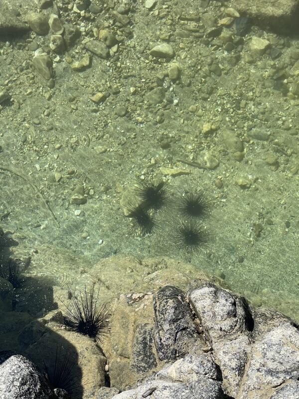 ガンガゼウニ？