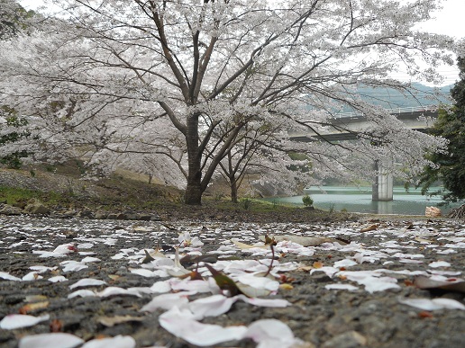 応募作品の写真