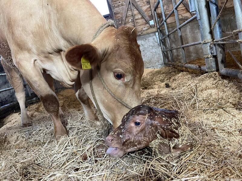 出産を終えた母牛と子牛