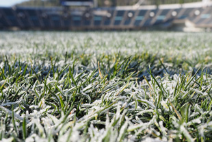 霜で真っ白になった芝