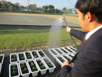 朝の水やりの様子