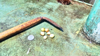 水泳部7月6日の様子