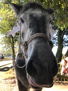 馬です。鹿児島からおくんち祭りのためにきました！