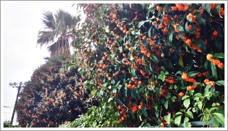 水泳部ーコースロープ