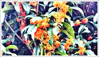 水泳部ーコースロープ