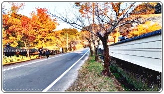 人吉高校水泳部人吉城址紅葉