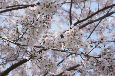 五木分校の桜は今年も綺麗です。
