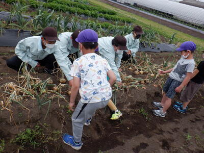 保育園生に収穫方法を教えています。