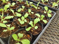 ハクサイの鉢上げ