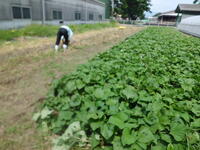 畑の片付けをしている様子