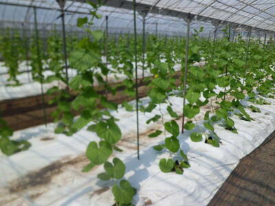 大きくなったメロン