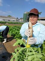 ダイコン収穫の様子