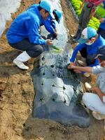 玉ねぎ苗定植の様子