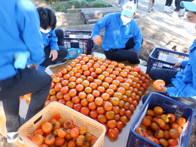 柿ピラミッド作成中
