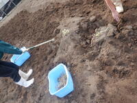 メロンの根掘り