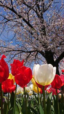 農産物販売所はチューリップと桜