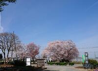 学校の桜はお花見記念写真にも！
