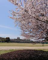 桜の向こうに見える校舎