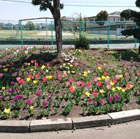 寮跡地駐車場にはチューリップ！