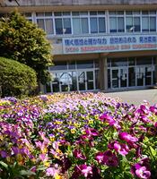 生徒昇降口前にはビオラのじゅうたん！