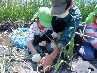 玉ねぎ収穫