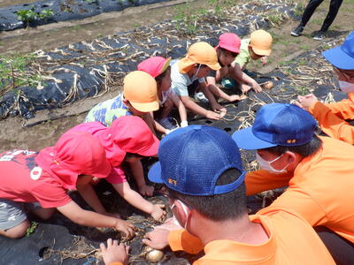 一緒に玉ねぎ収穫を行っている写真