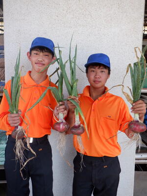 赤タマネギも収穫しました！