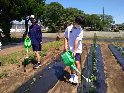 水やりも忘れずに