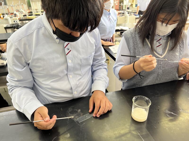 ドライイーストを溶かした液をスライドガラスにつける