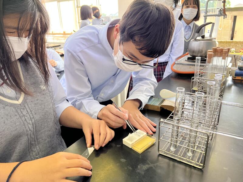 カバーガラスを乗せてプレパラートを作成