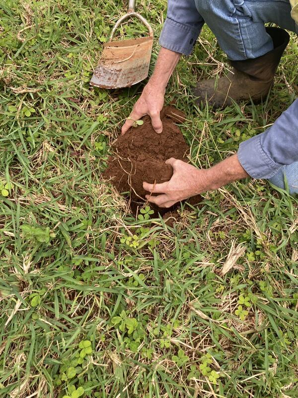 バイオダイナミック農法の土の様子