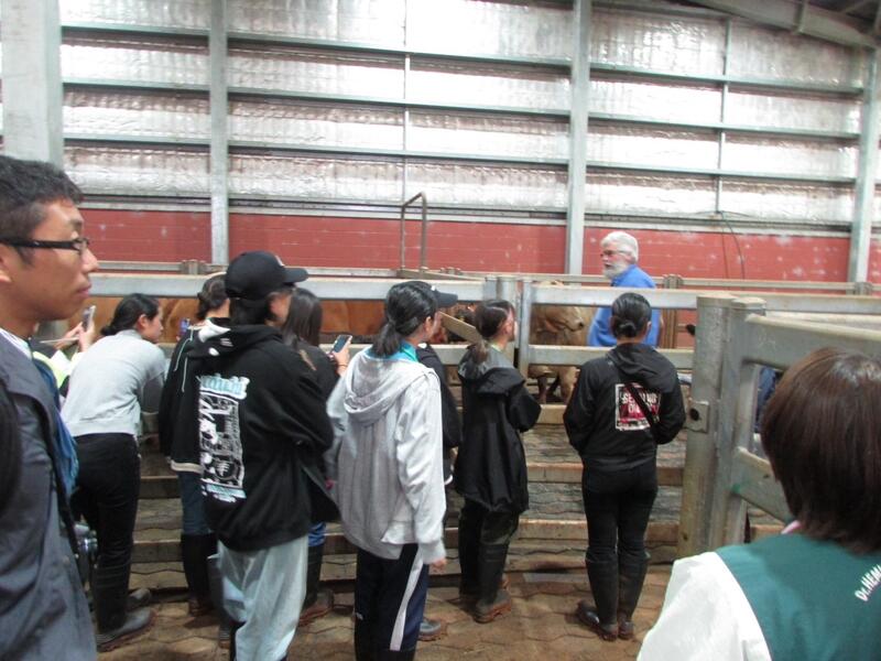 学校で飼育されている牛たち