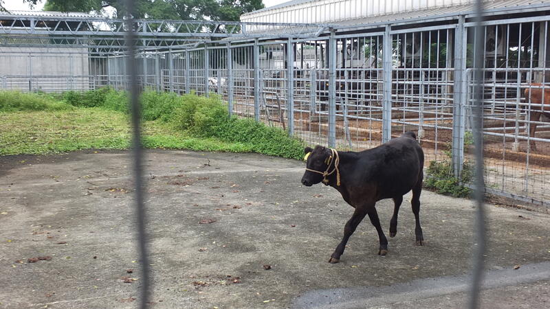 囲いはありますが広い敷地