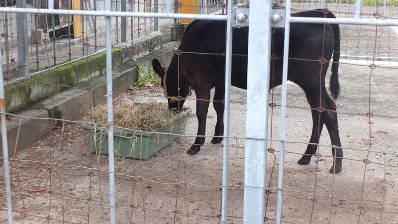 早速、牧草を食んでいます