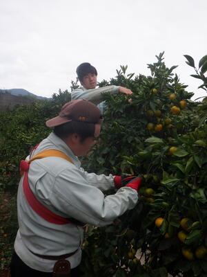 ミカンの収穫