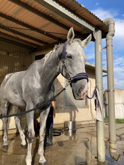 優勝した菊輩号