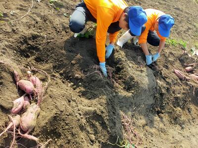 一生懸命収穫しています！