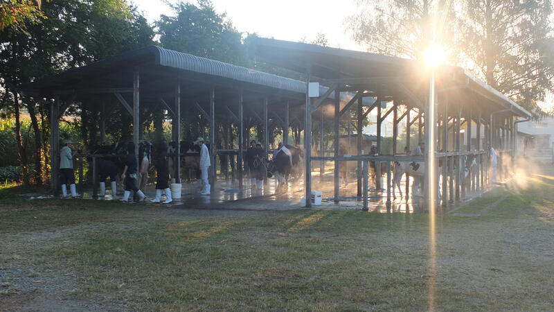 早朝より、牛洗いと管理