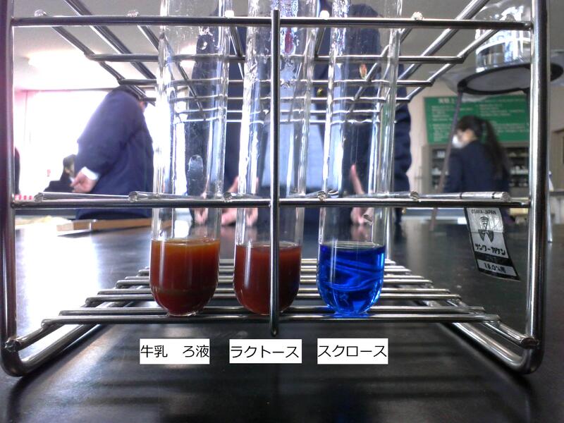 牛乳に含まれる糖はラクトースでした！