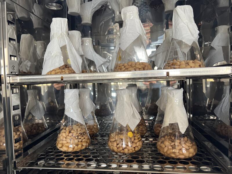 キッチンペーパーで蓋をして恒温機で培養