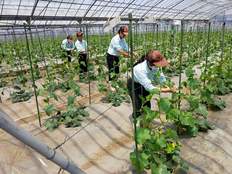 メロンの誘引実習