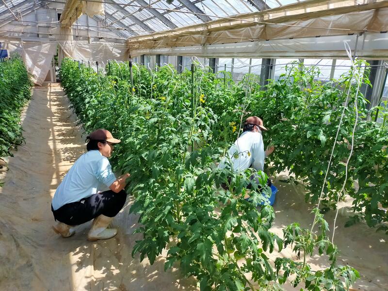 トマトのわき芽とり