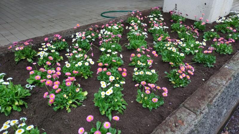 パソkン室前花壇