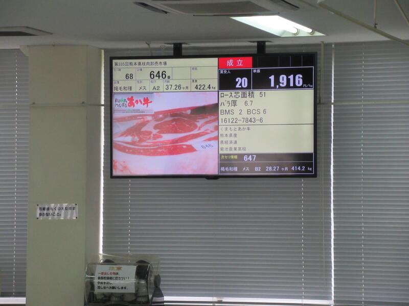 褐色和種１頭目の価格